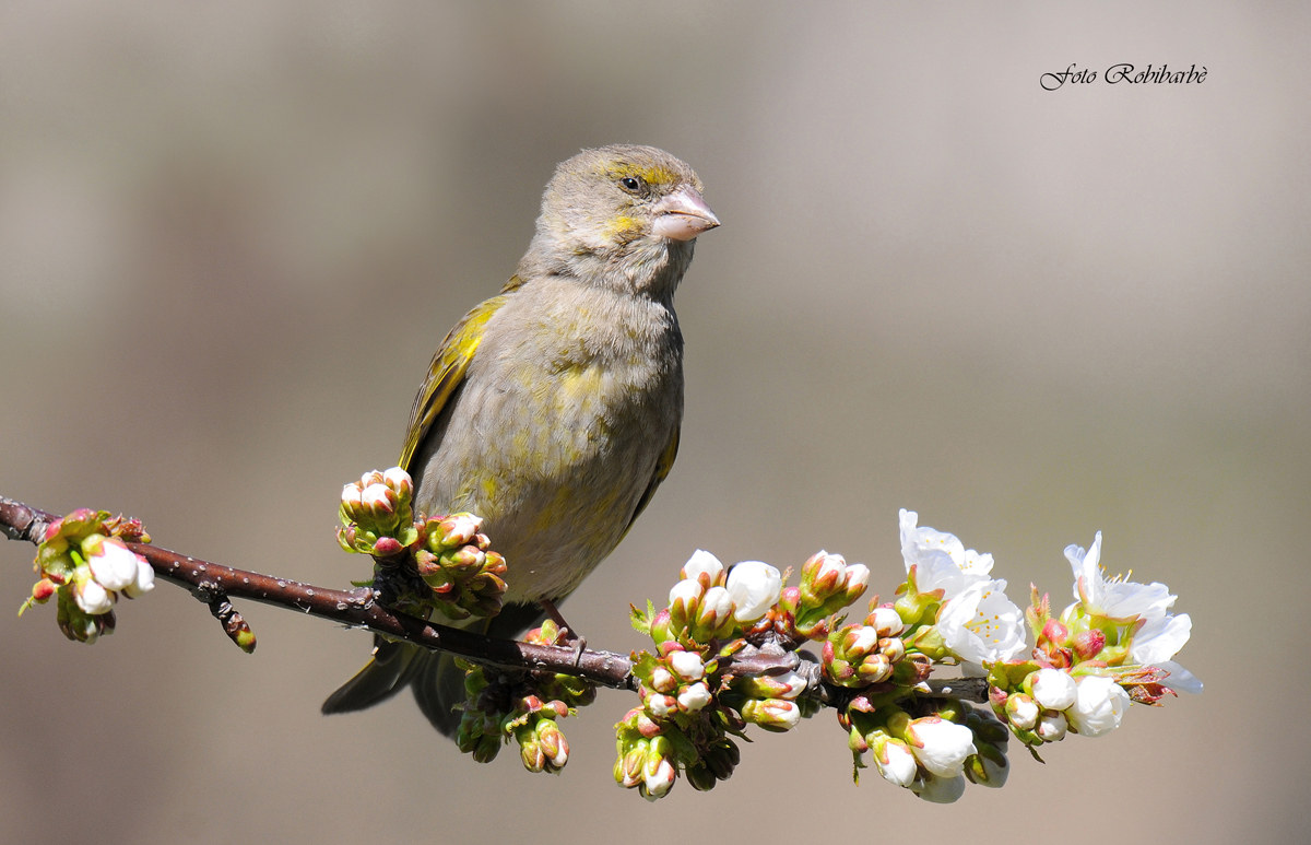 Verdona sonnecchiona...