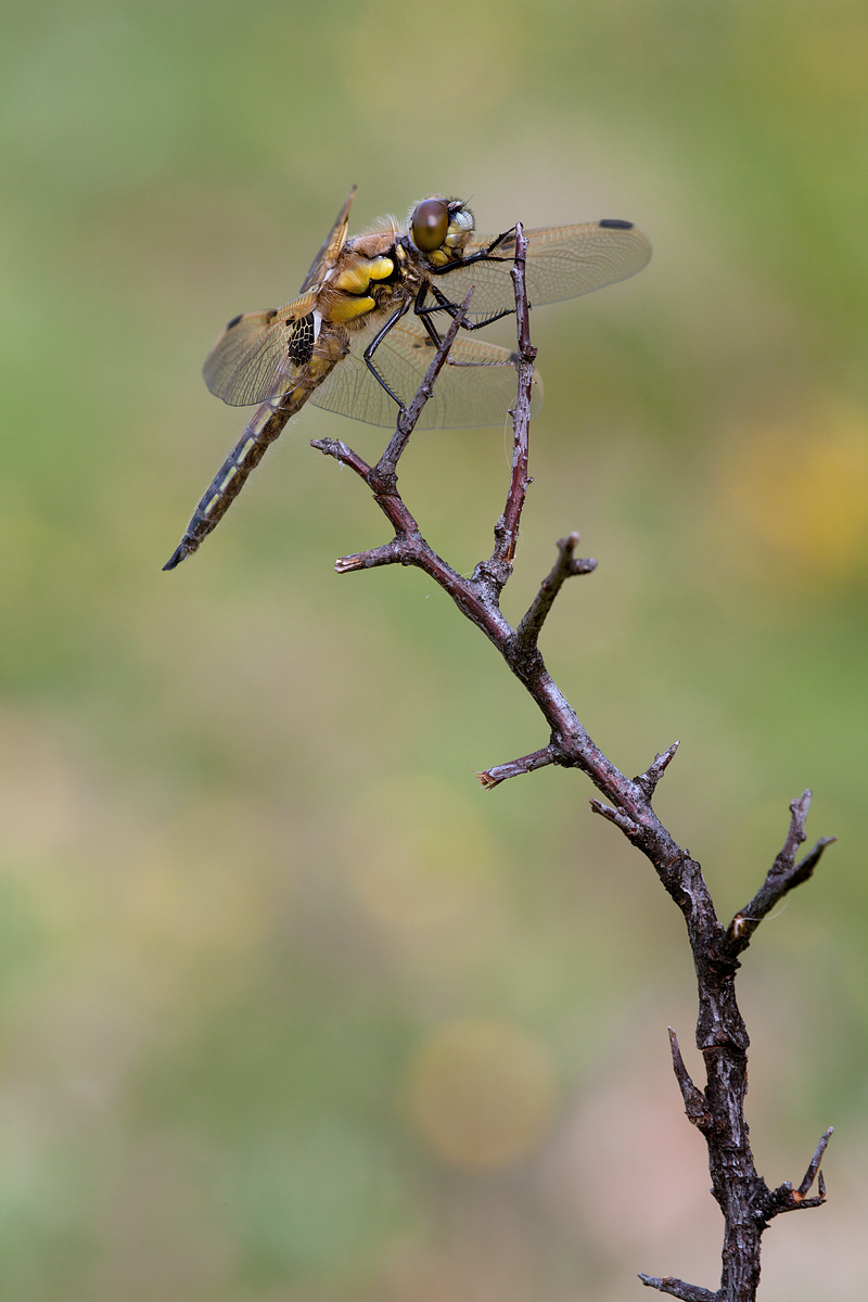 Quadrimaculata