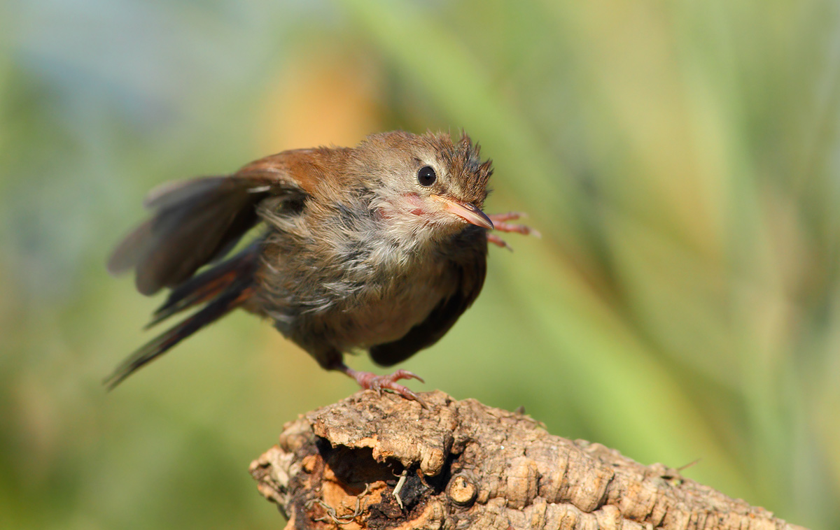 Cetti's Warbler