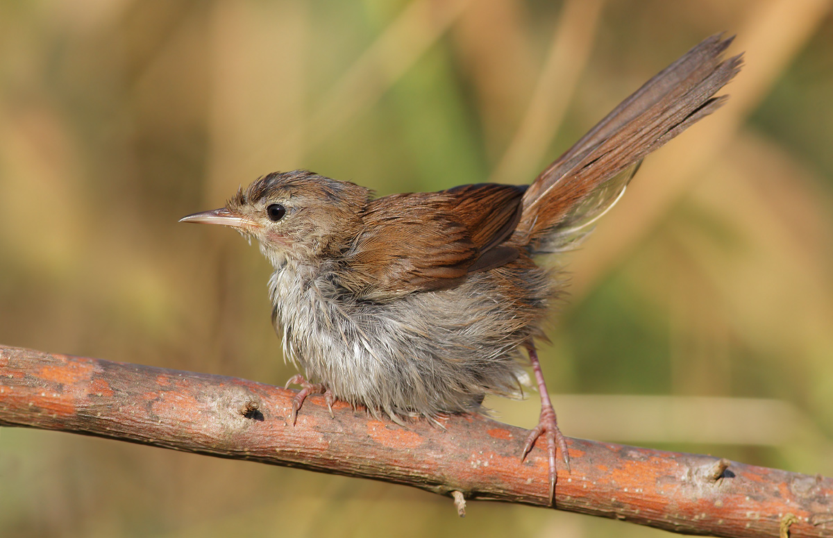 Cetti's Warbler
