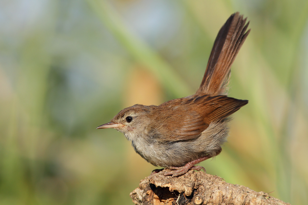 Cetti's Warbler