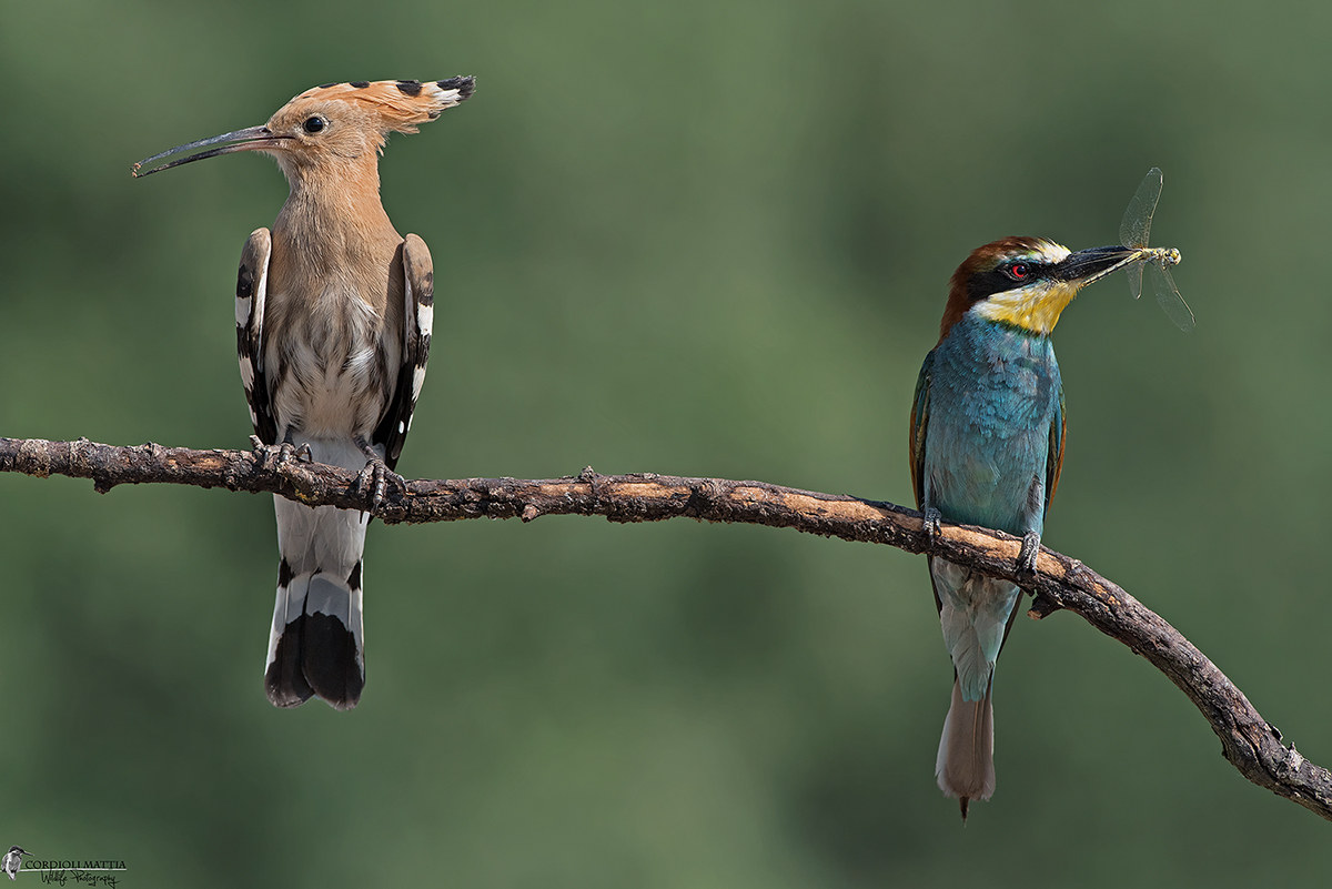 I Gemelli Diversi...