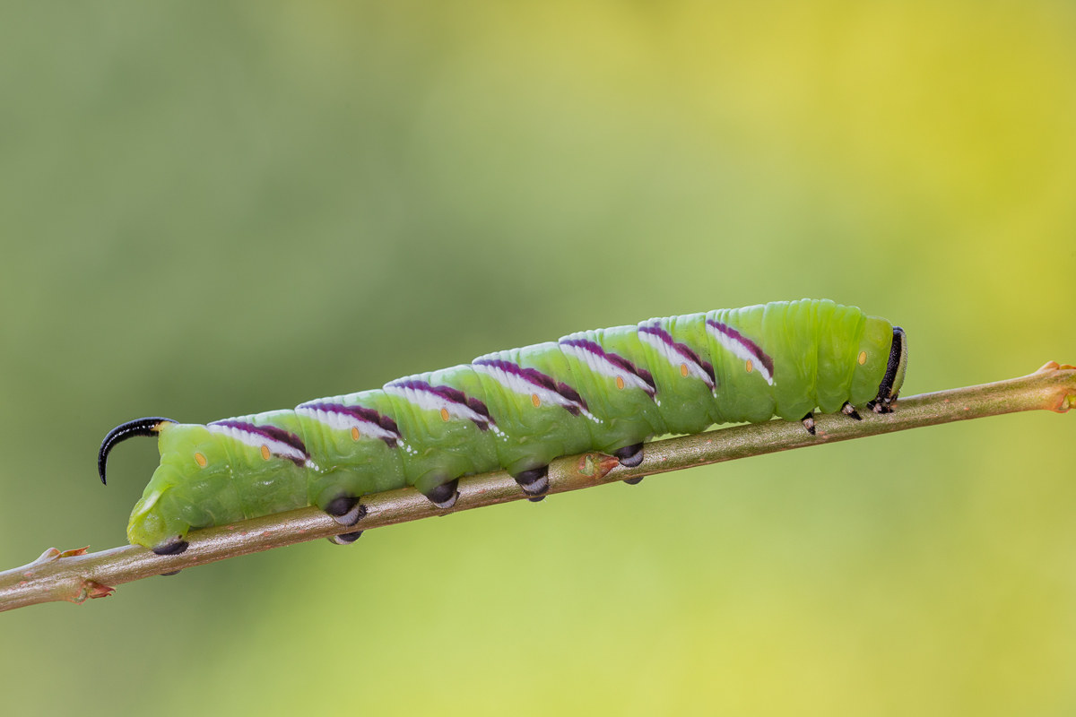 Sfinge del ligustro: bruco all'ultimo stadio...