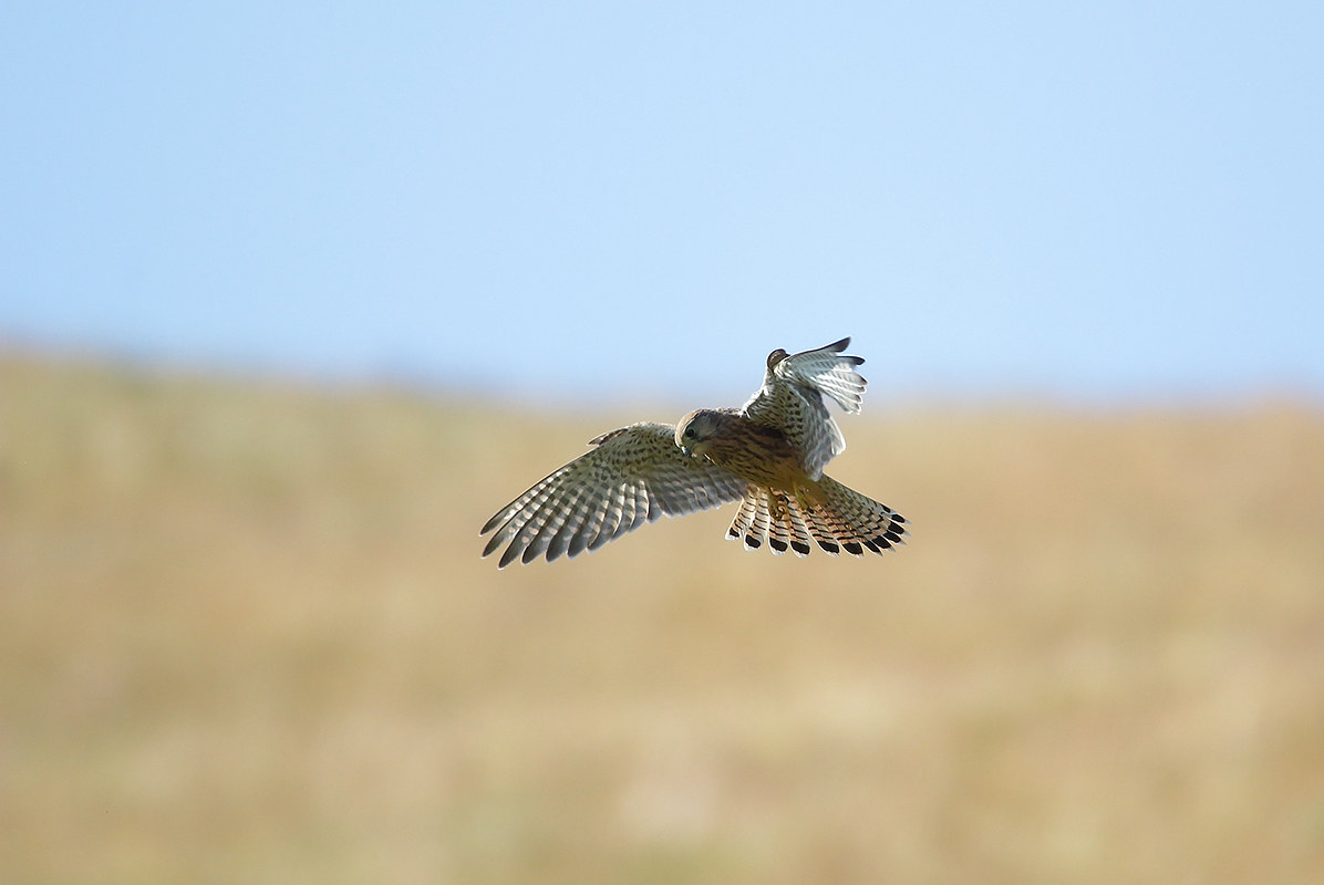 kestrel