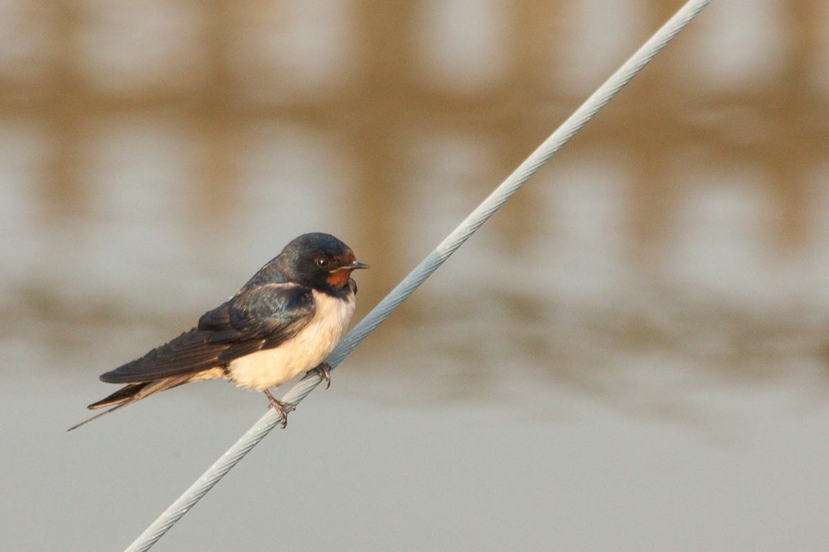 Swallow
