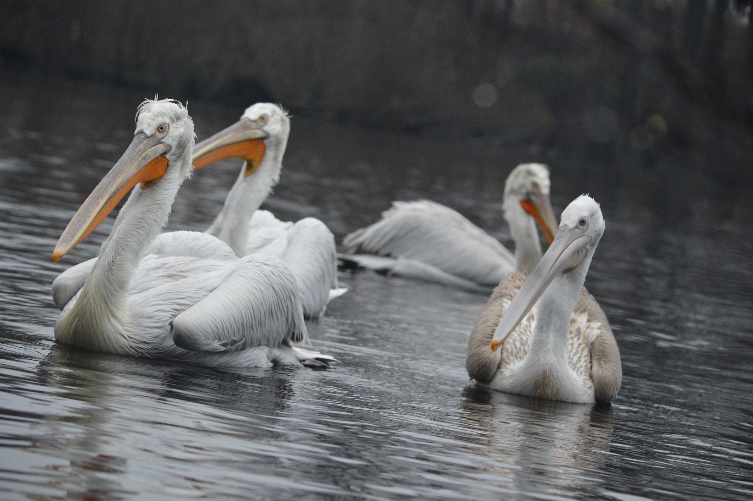 Famigglia of Pelicans Ricci
