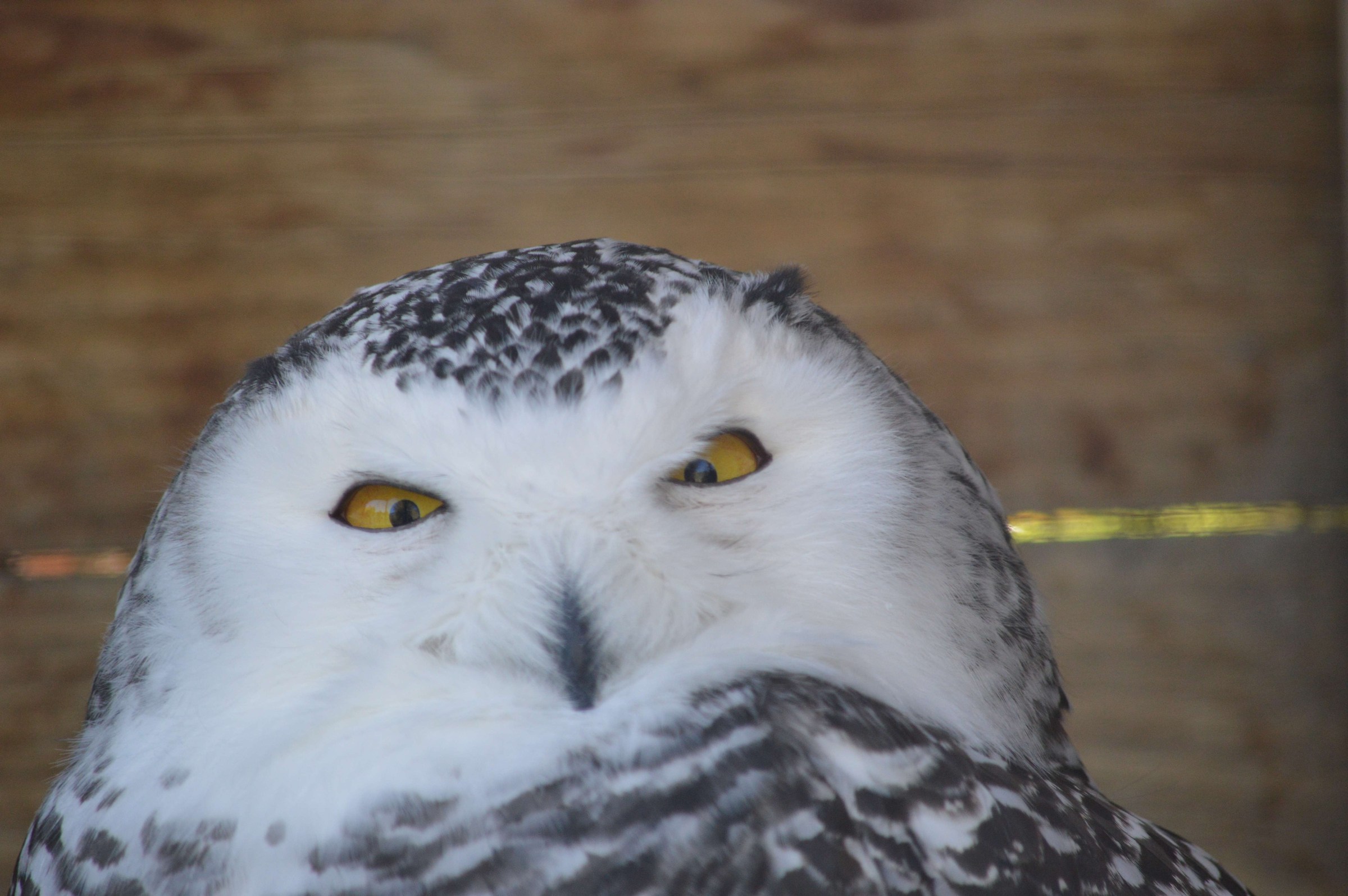 Snow owl with Look of Challenge