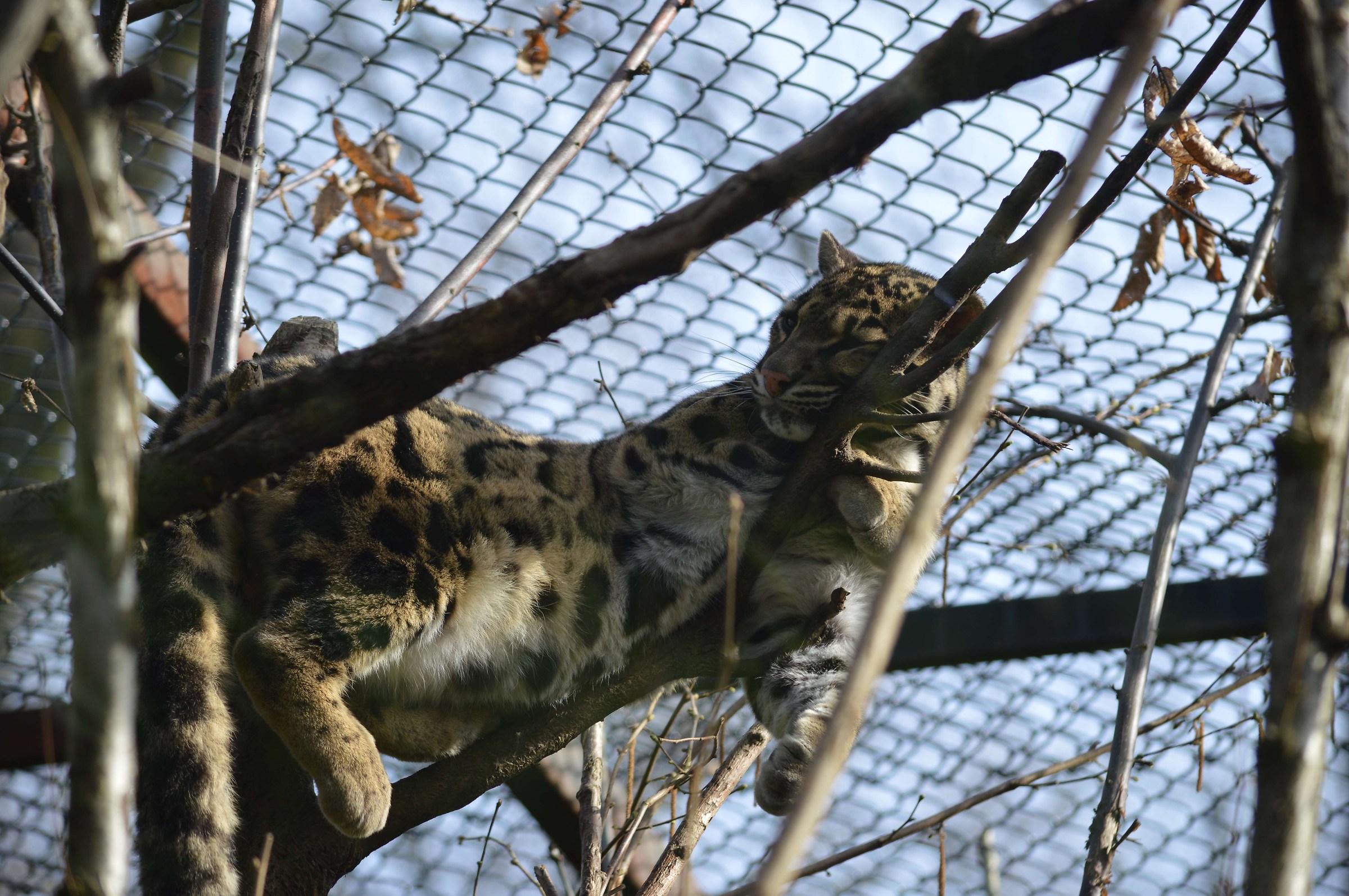 Sleeping Amur Leopard