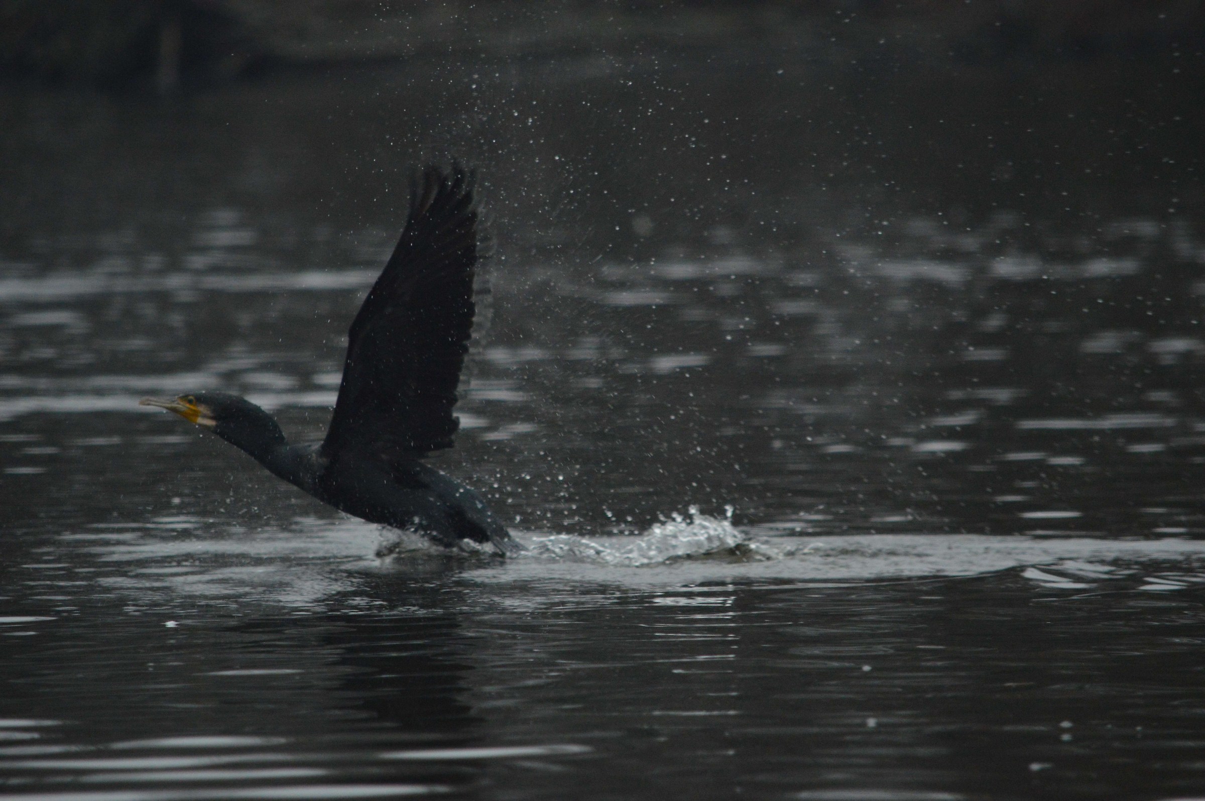 Detachment of the Cormorant in the rain