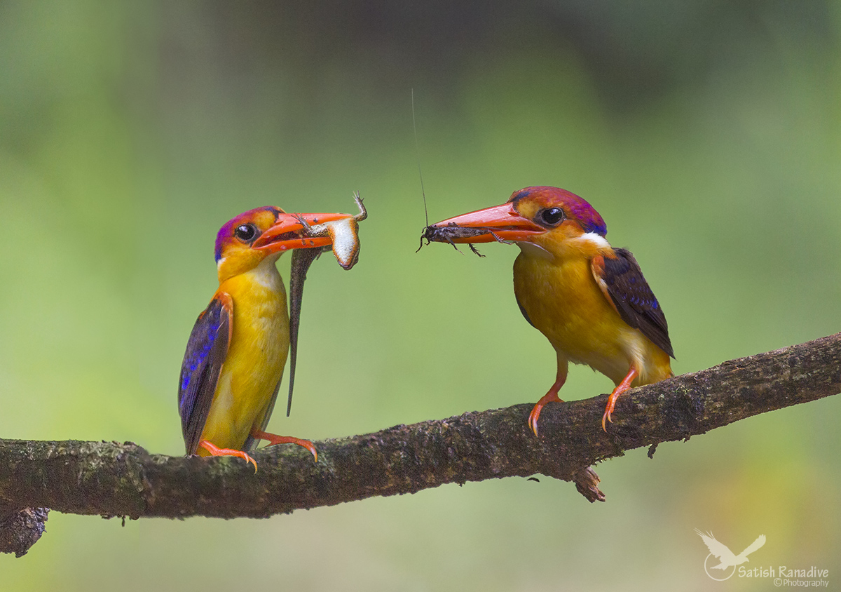 Beautiful Pair of Oriental Dwarf Kingfisher.