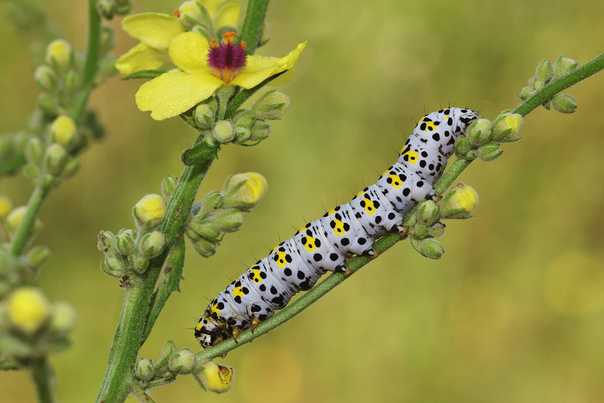 Caterpillar on mullein