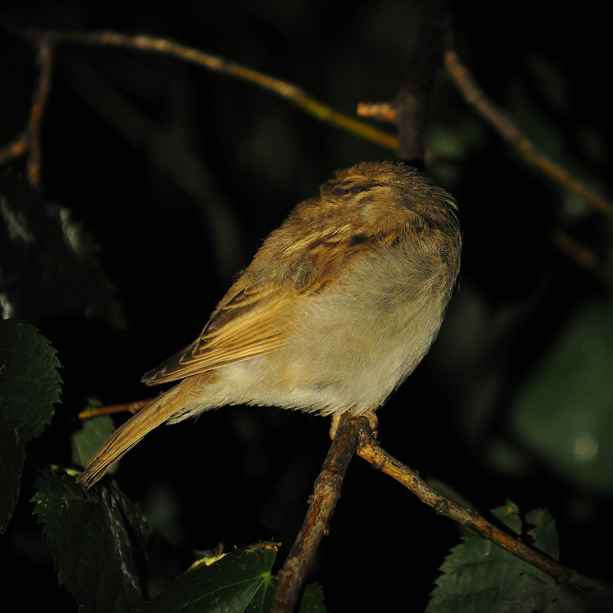 sparrow at night