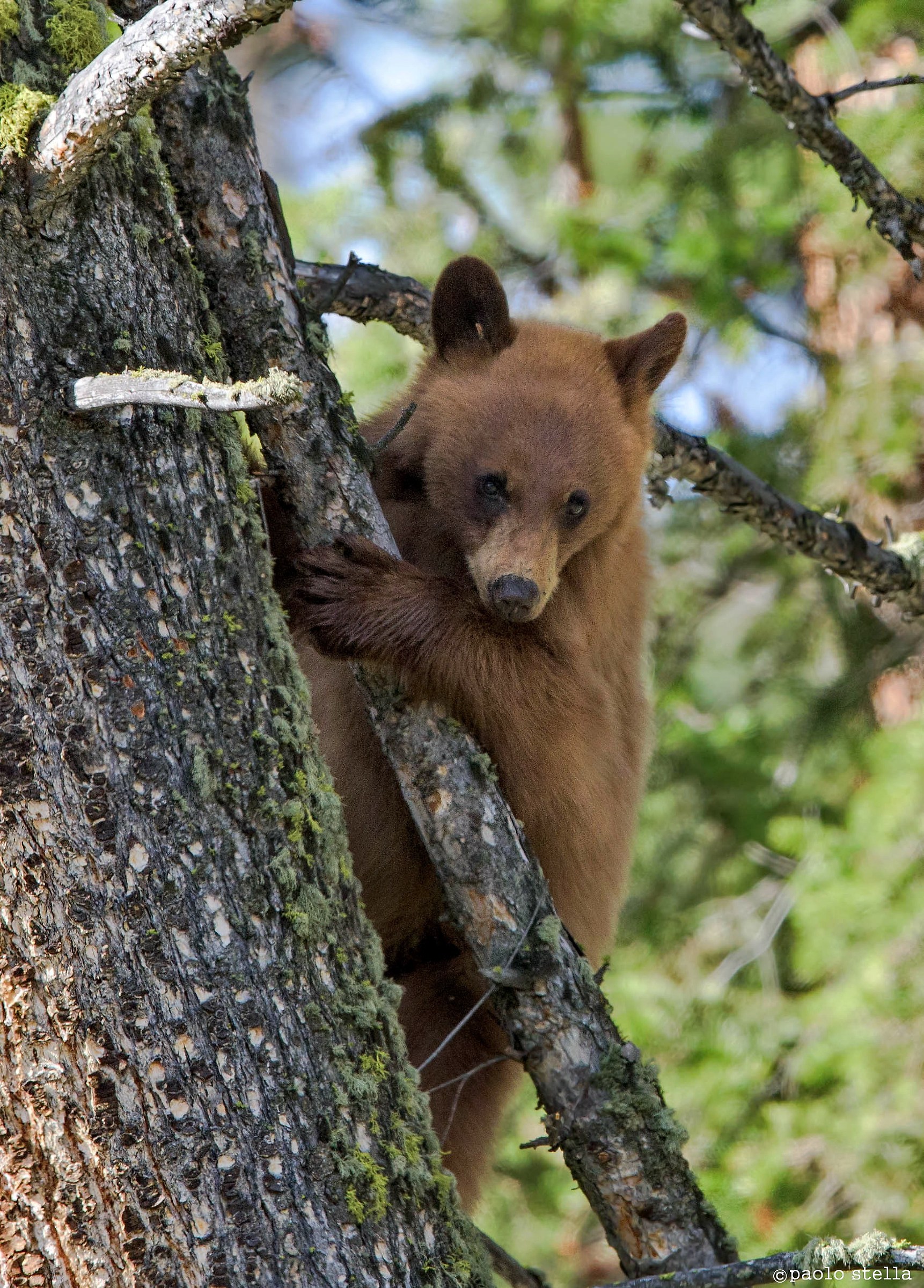 cinnamon bear cub