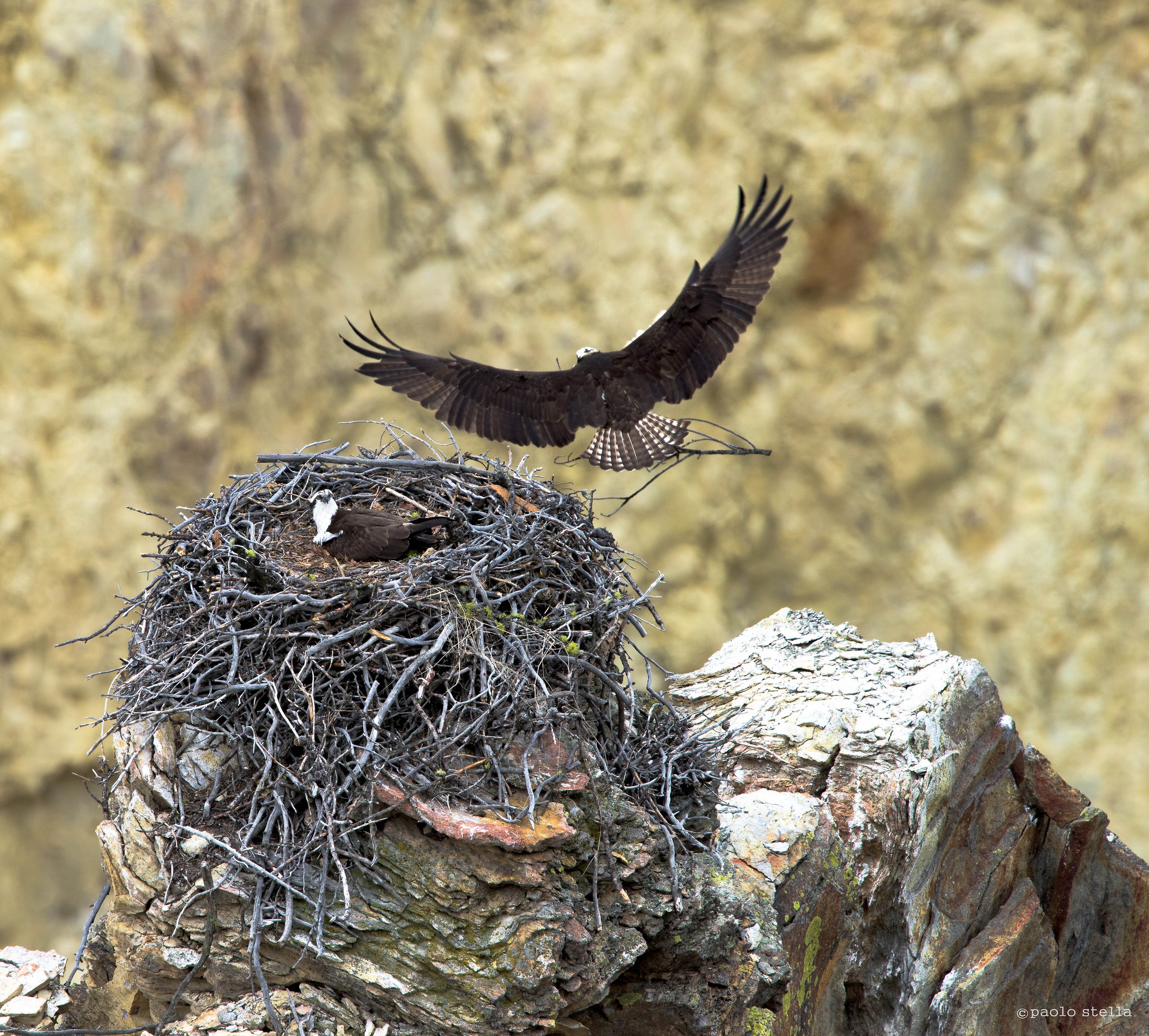 ospreys build their nests - 2