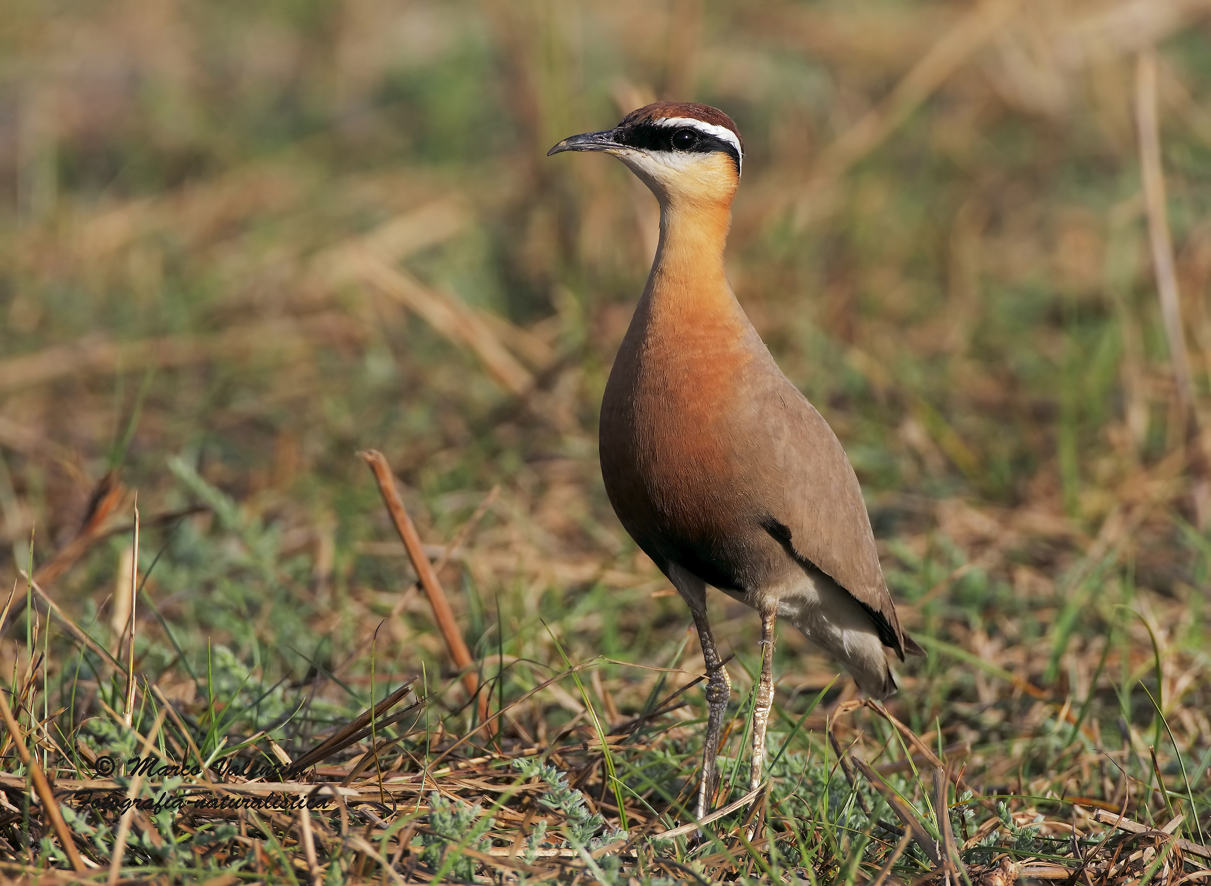 Cream-colored courser Indian