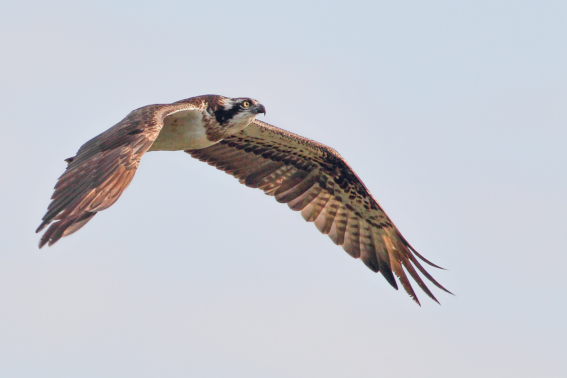 Osprey