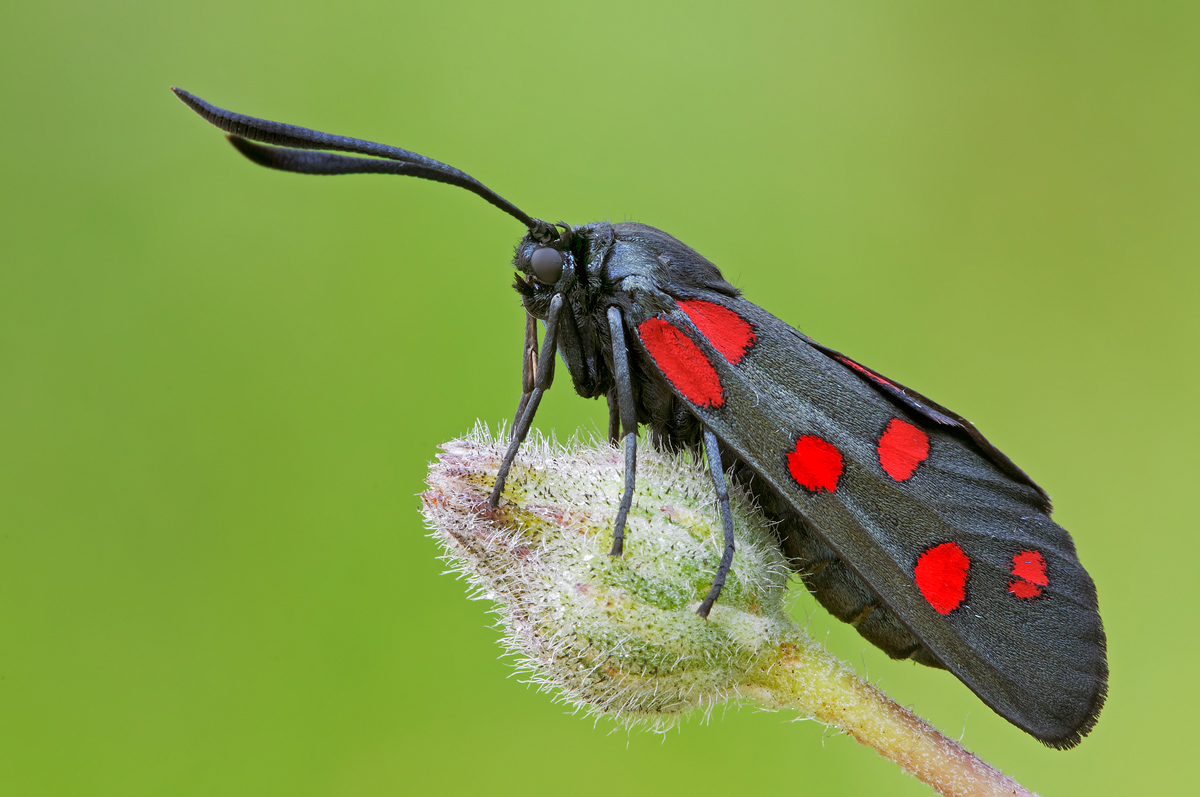 Zygaena