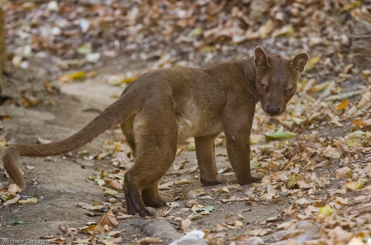 Fossa (Fossa)