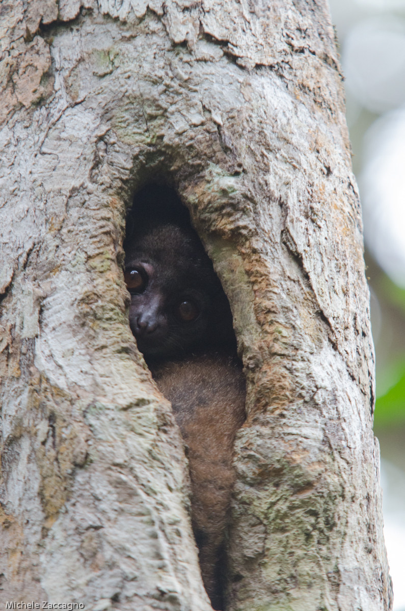 Small-toothed Sportive Lemur (Sportive microdon)