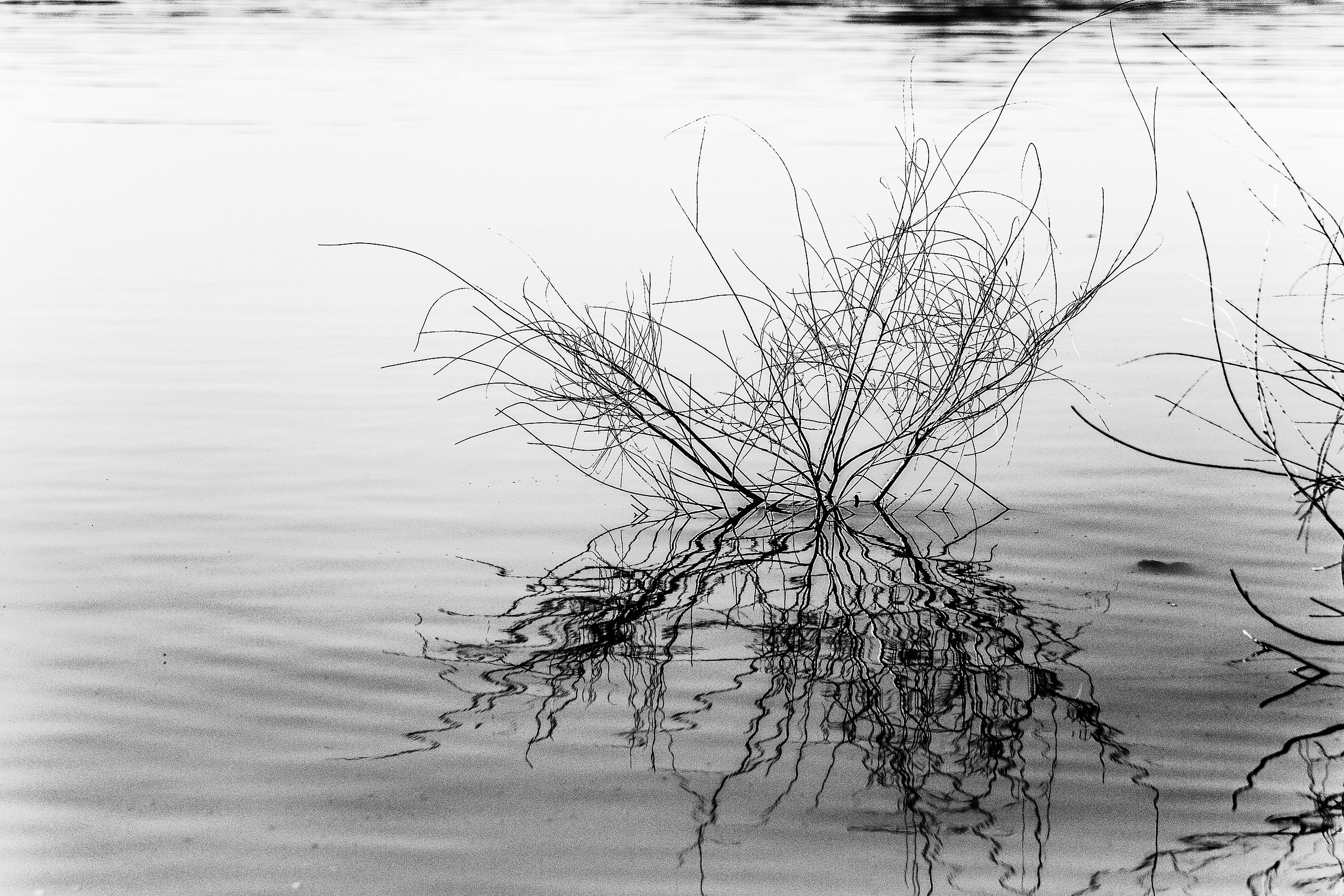 Lago Trasimeno/Italy.
