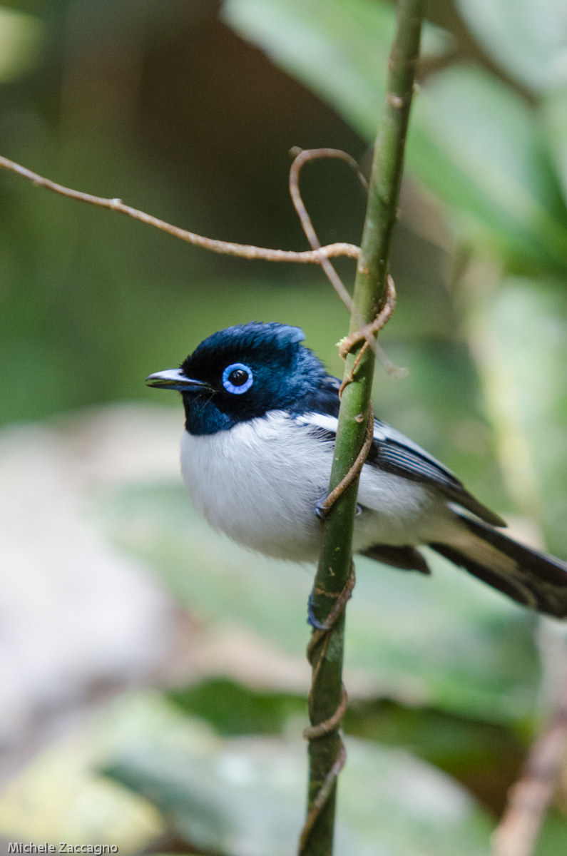 Paradise flycatcher