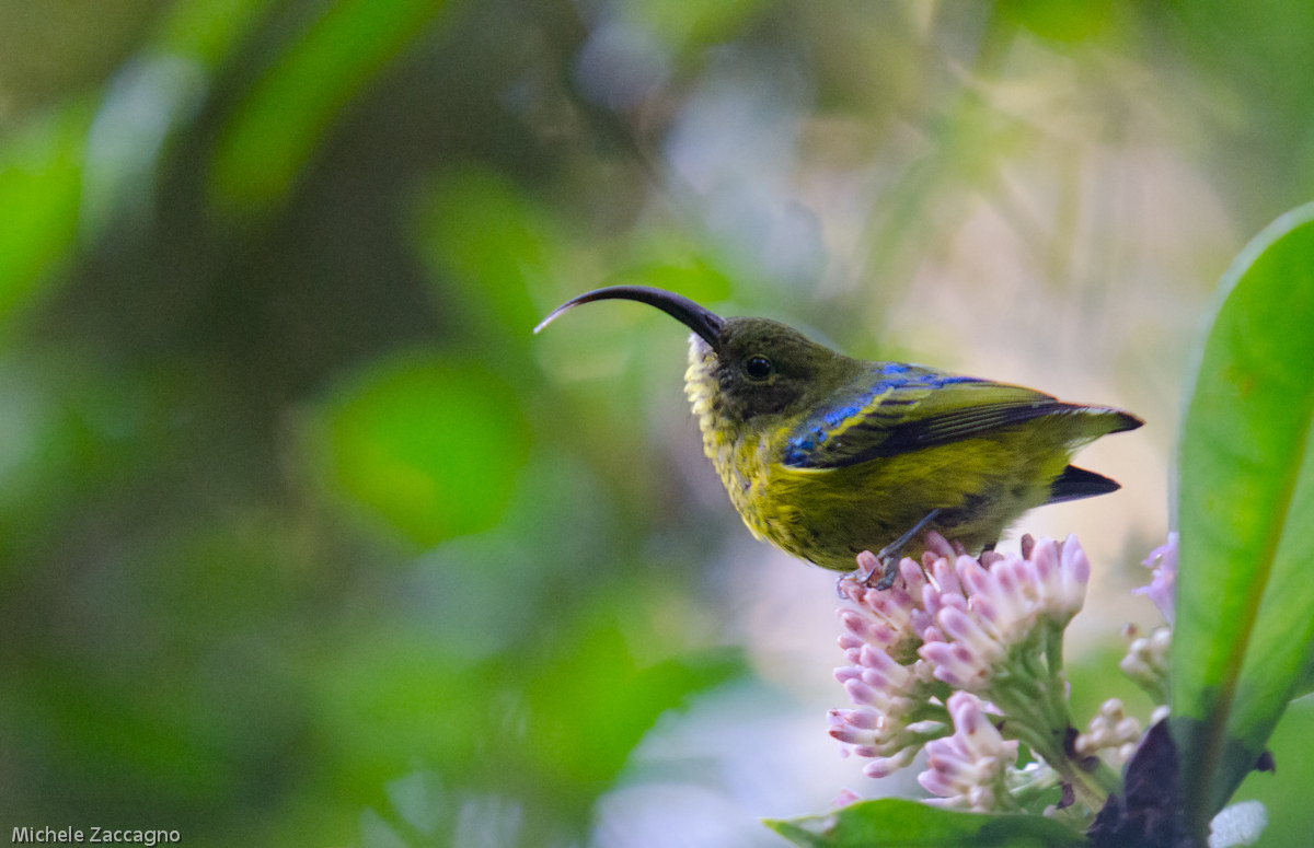 Neodrepanis coruscans female