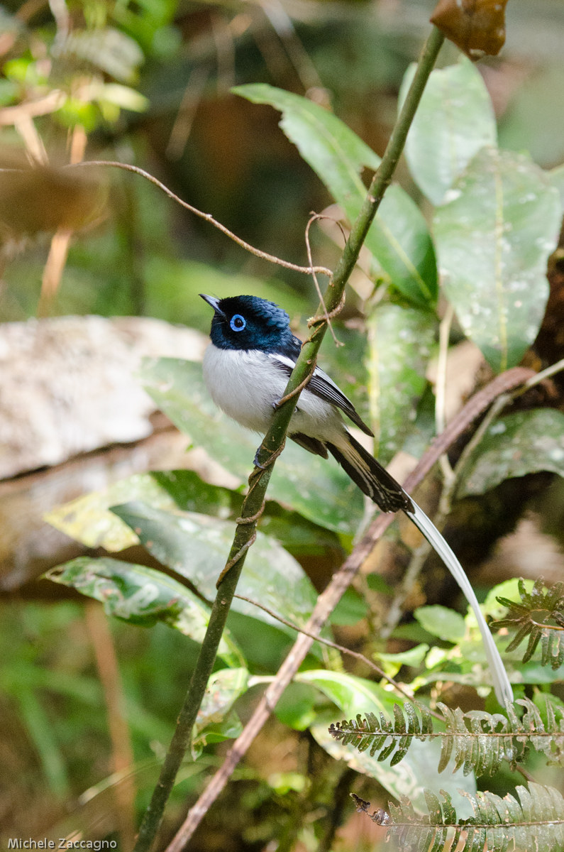 Paradise flycatcher