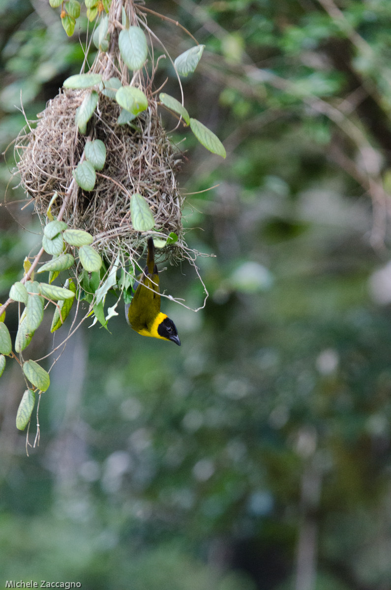 Nelicourvi Weaver (Ploceus nelicourvi)