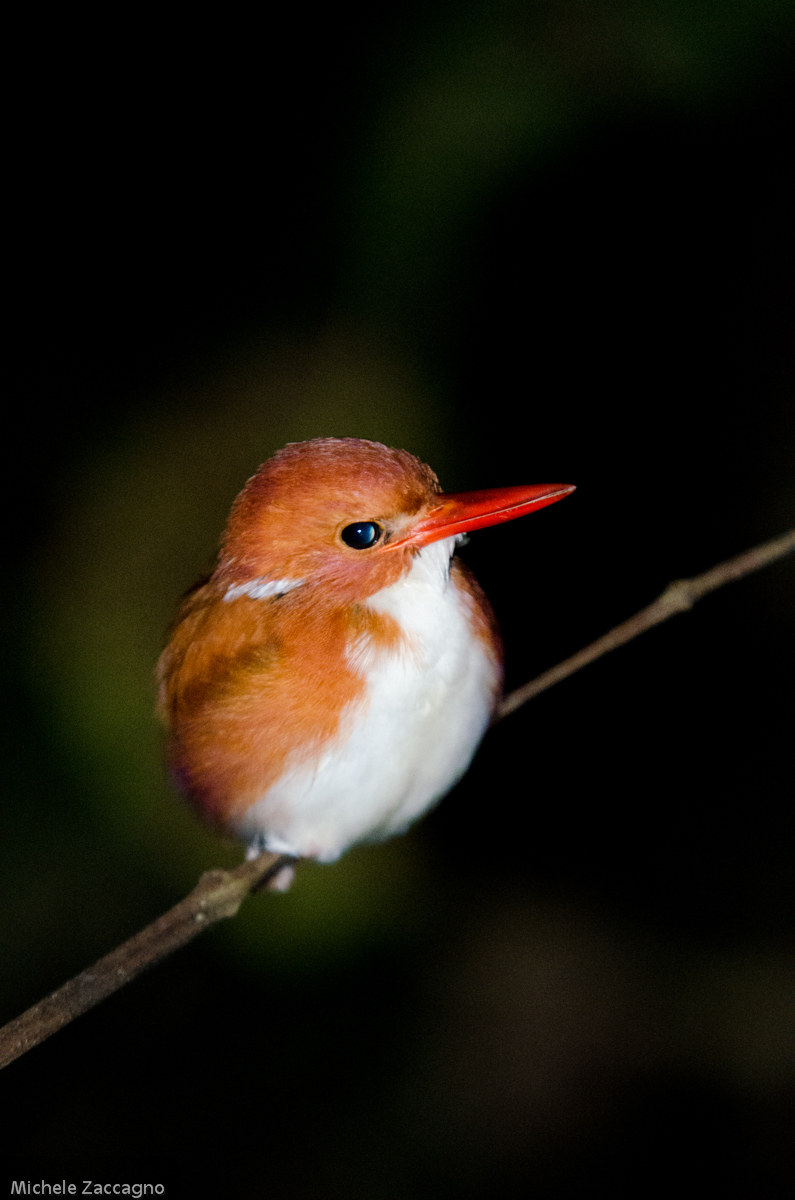 Madagascan Pygmy Kingfisher