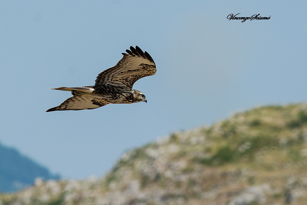 Poiana (Buteo buteo)