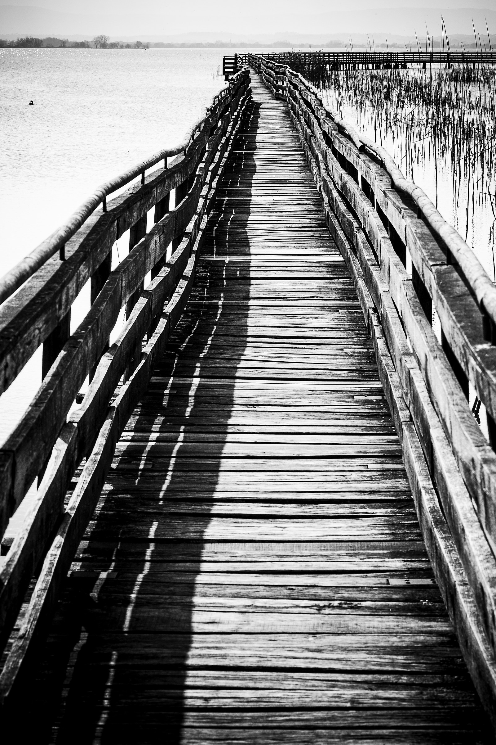 Lake Trasimeno / Italy.