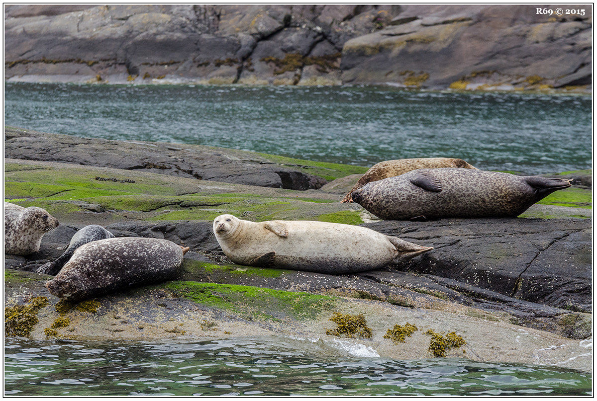 Seals at Loch na Cuilce