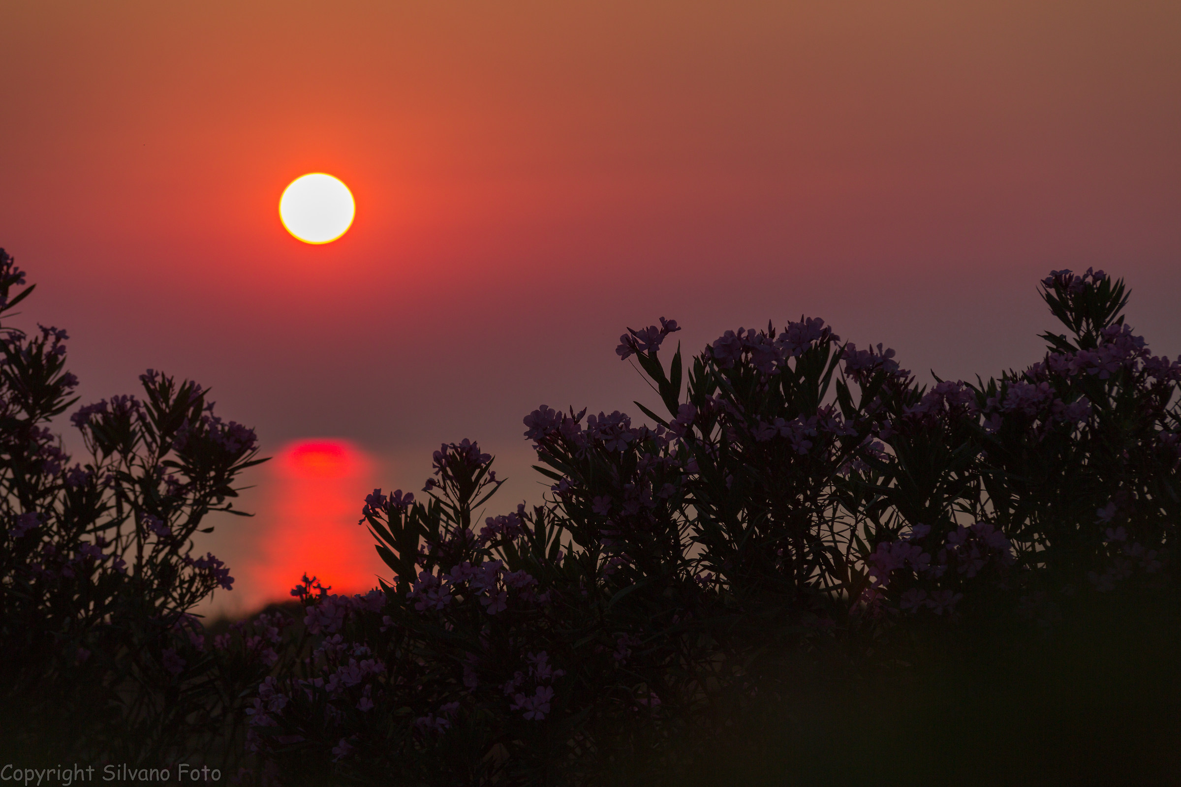 Smell of the sea and oleander