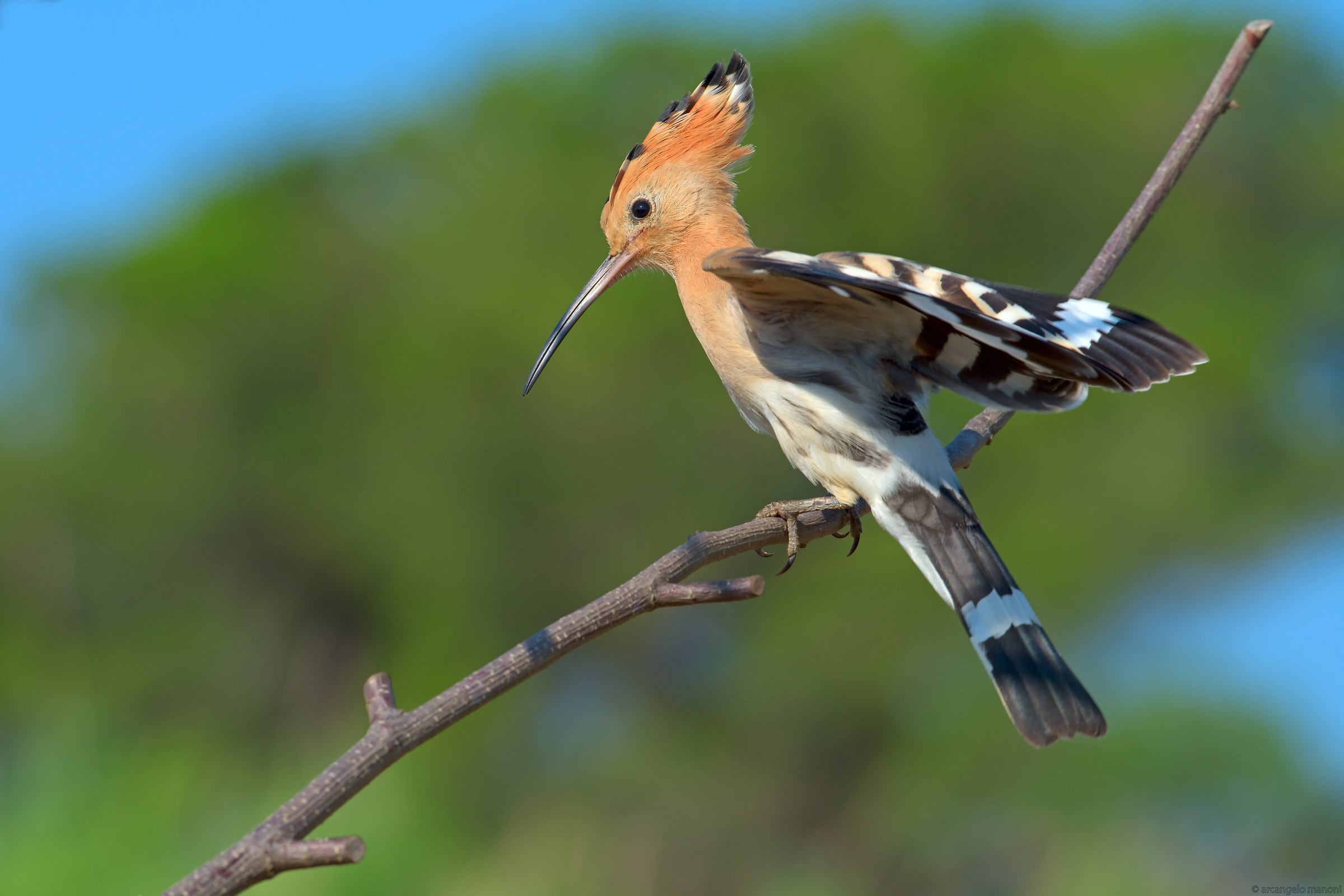 Hoopoe nr 21