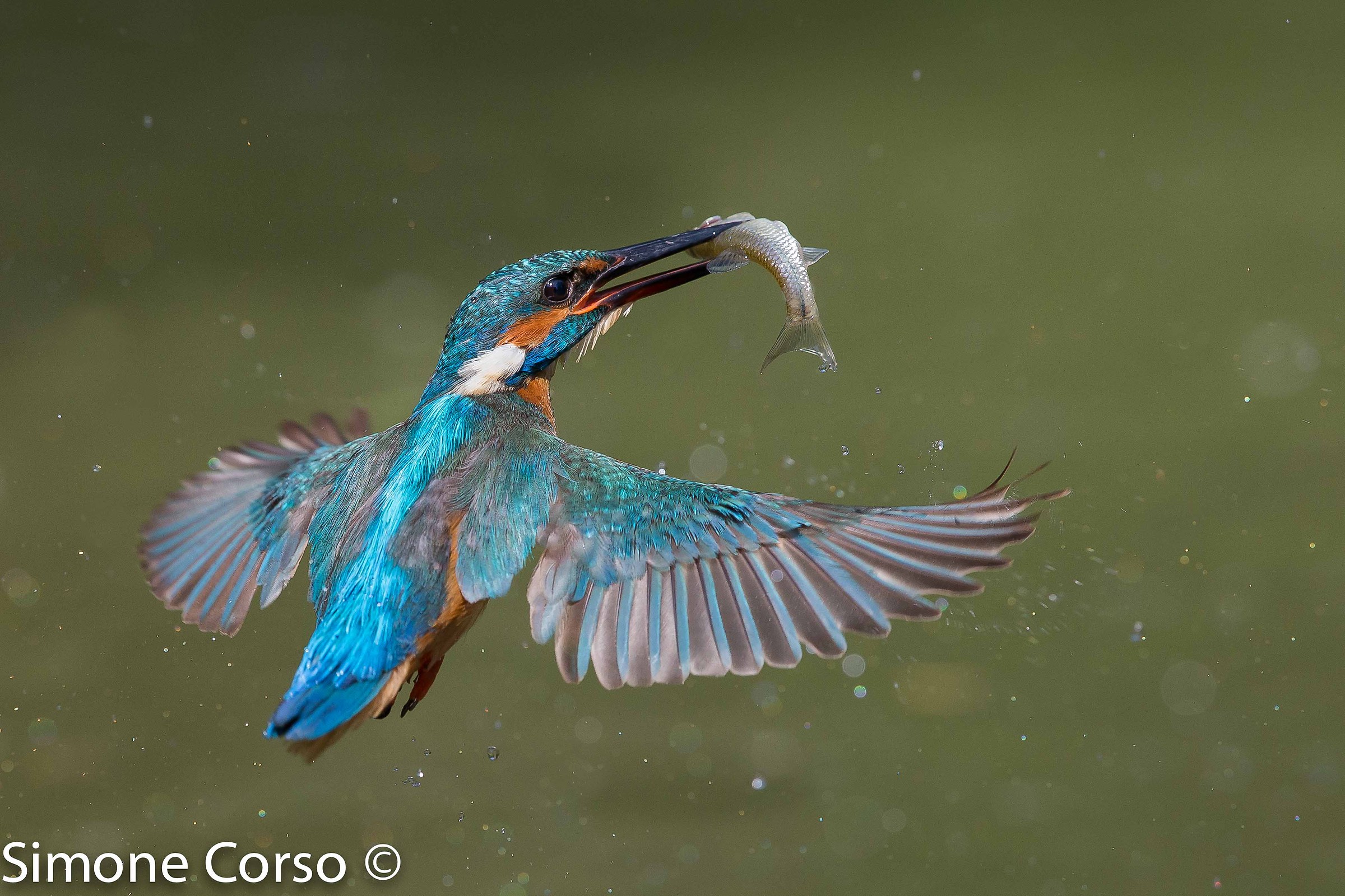 Kingfisher and its prey