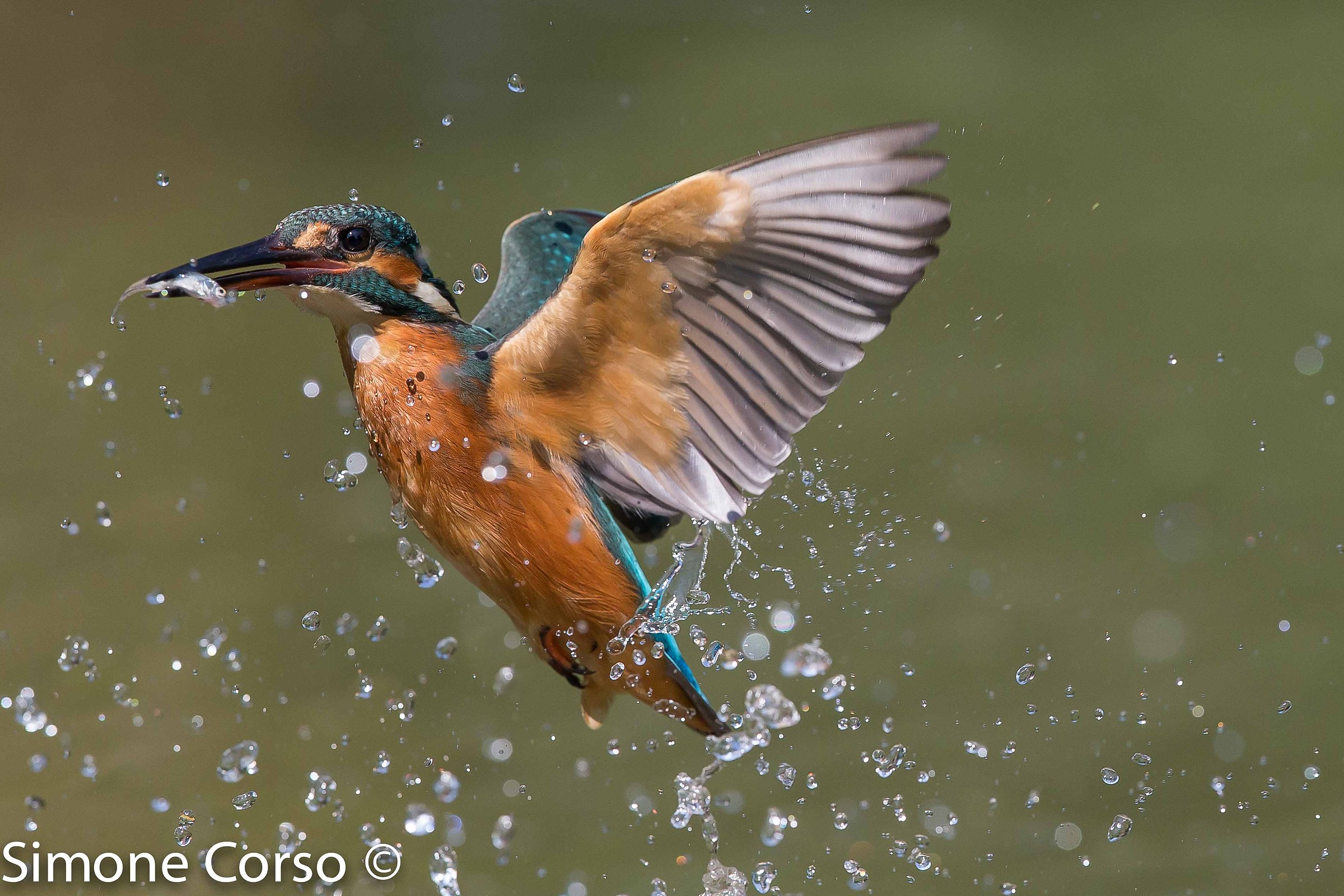 Kingfisher between sprays