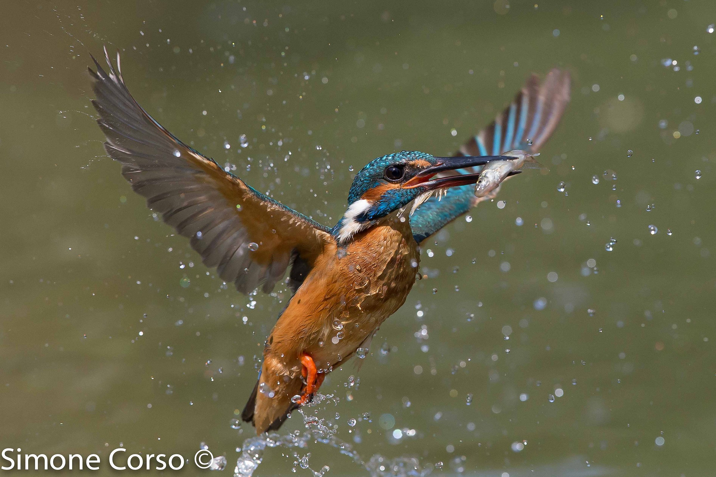 Kingfisher taking off