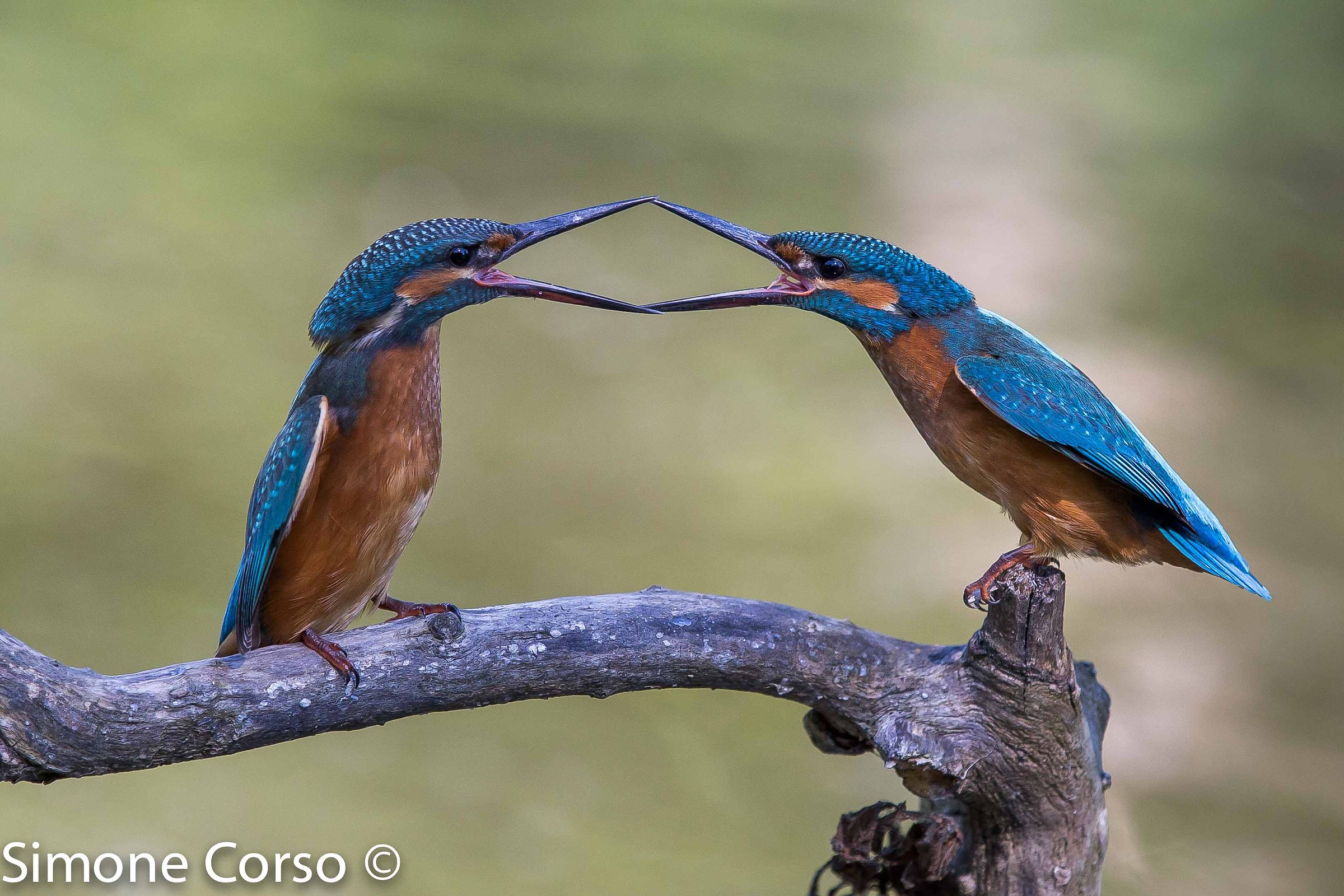 Kingfisher - perspective