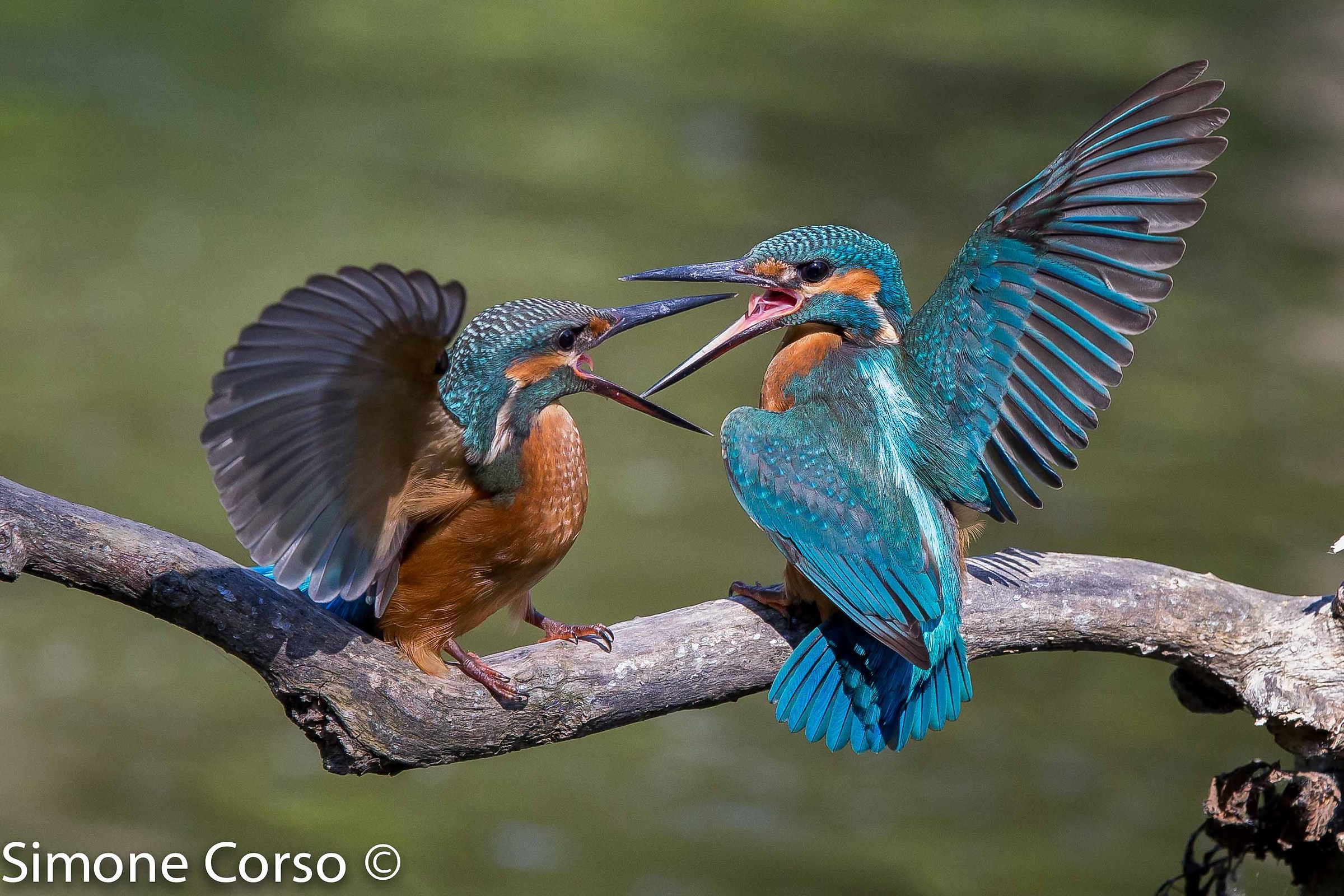 Kingfisher and the fight for territory