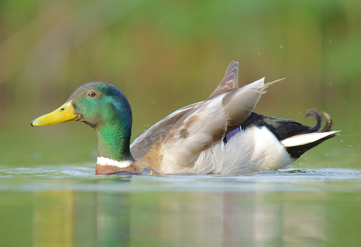 Mallard