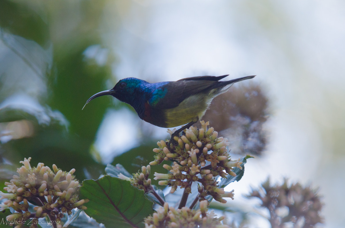 nectarina sunbird bad