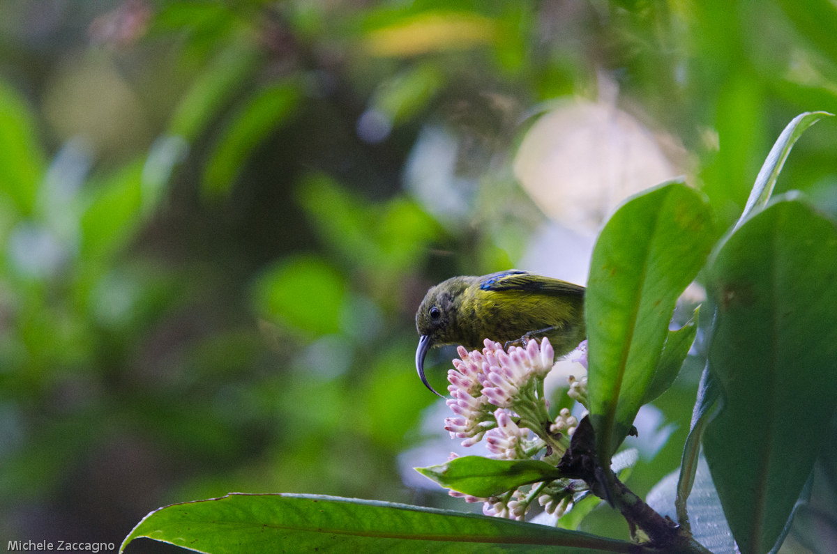 neadrepanis coruscans bad