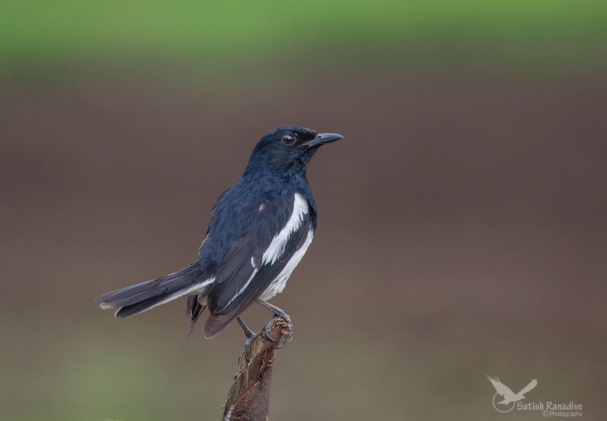 Oriental Magpie Robin.