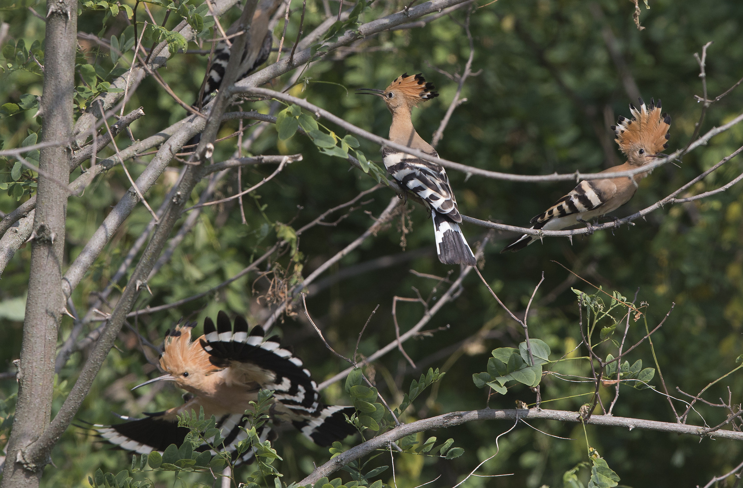 4 hoopoe
