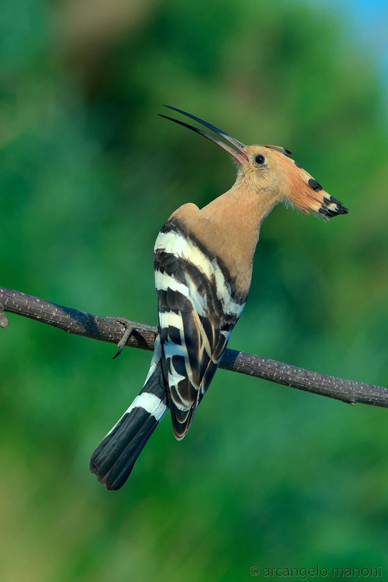 Hoopoe thirsty