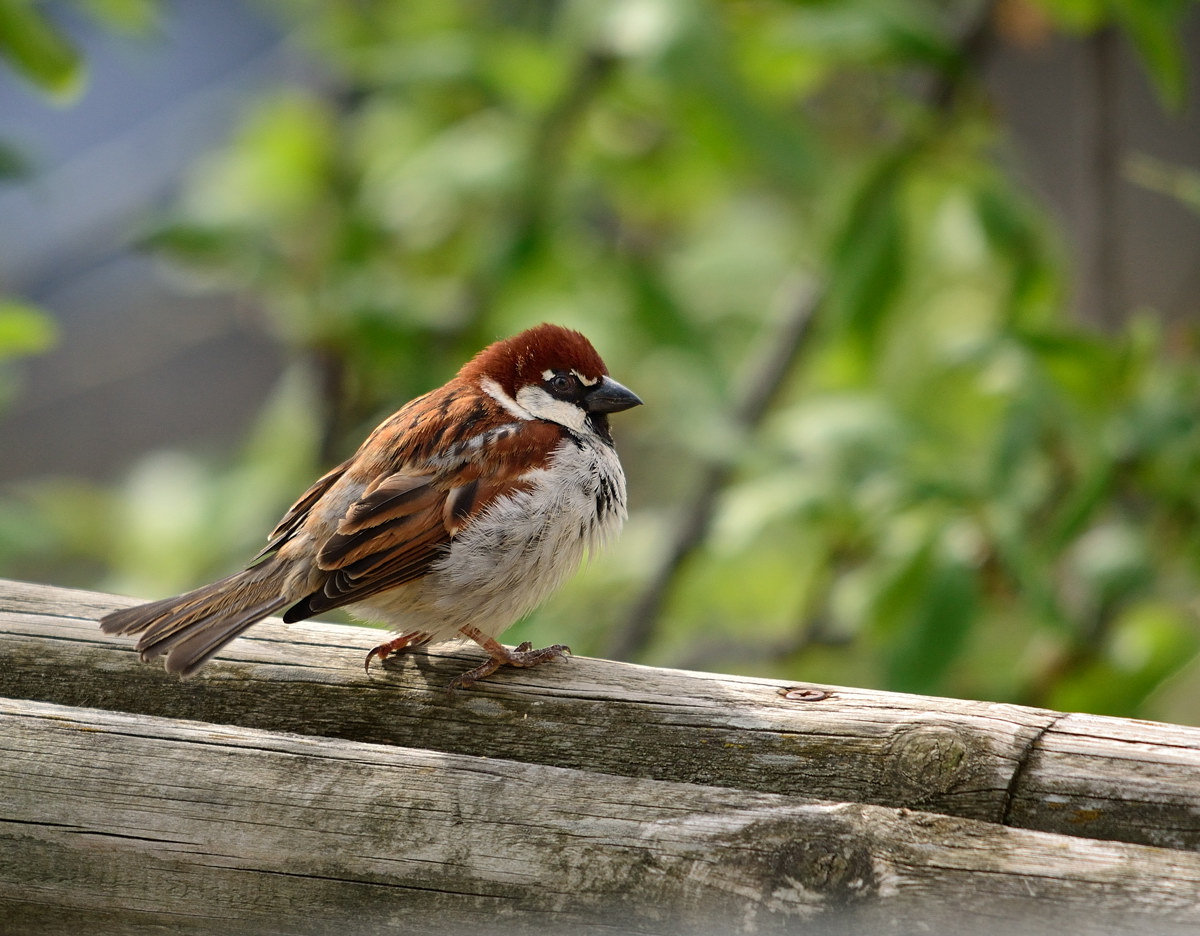 sparrow