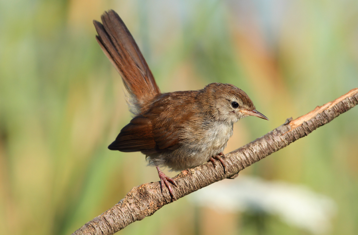 Cetti's Warbler