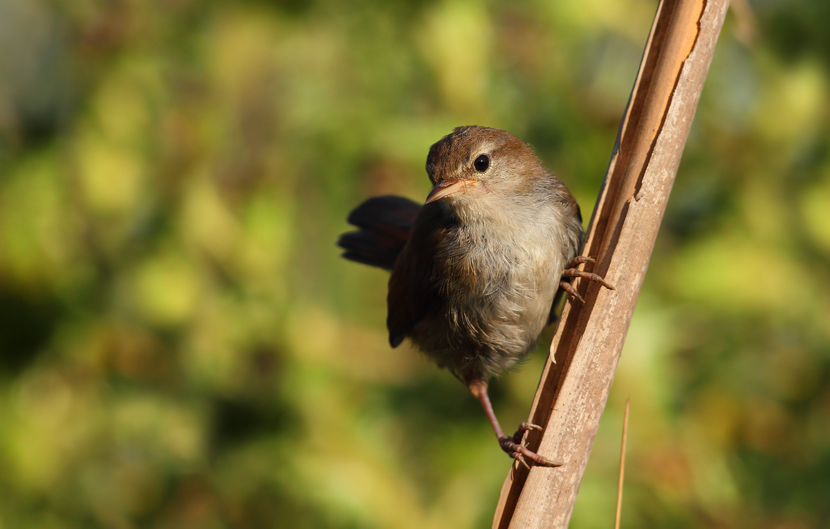 Cetti's Warbler