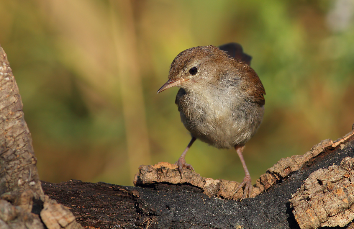 Cetti's Warbler