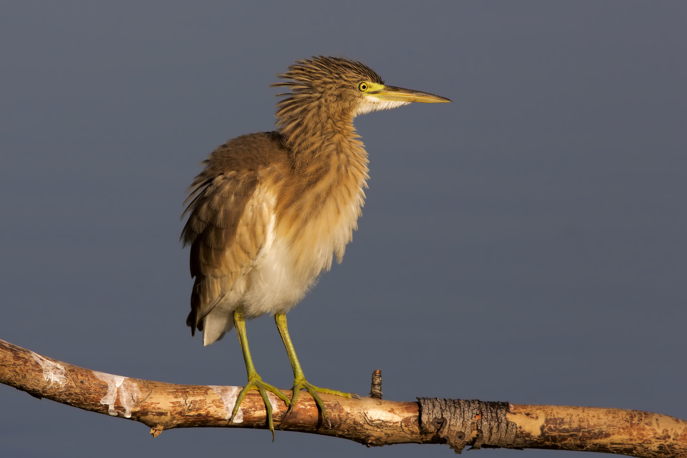 Sgarza from ciuffu Jovane